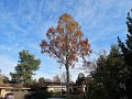 Neighbors Tree